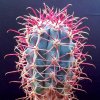 Ferocactus_gracilis_2